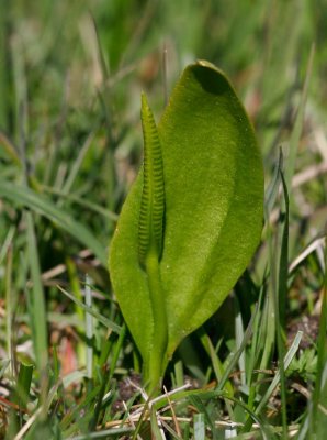 Ormtunga (Ophioglossum vulgatum)