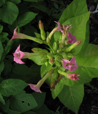 Blomstertobak (Nicotiana  sanderae)