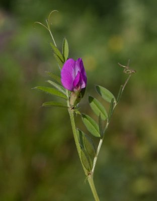 Liten sommarvicker (Vicia sativa ssp. nigra)