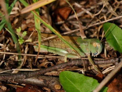Europeisk vandringsgrshoppa (Locusta migratoria)