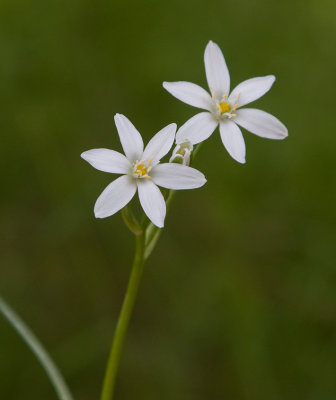 Morgonstjrna (Ornithogalum umbellatum)