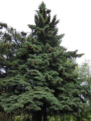 Blgran (Picea pungens)