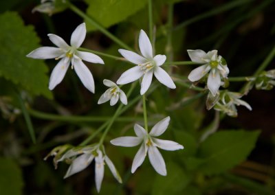 Sprrmorgonstjrna (Ornithogalum divergens)