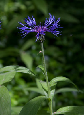 Bergklint (Centaurea montana)