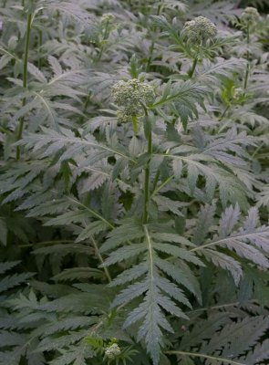 Rllikekrage (Tanacetum macrophyllum)