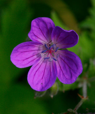 Midsommarblomster (Geranium sylvaticum)