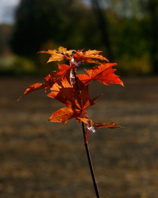 Lnn (Acer platanoides)