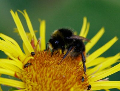 Ängshumla (Bombus pratorum)