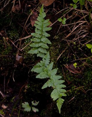 Granbrken (Dryopteris cristata)