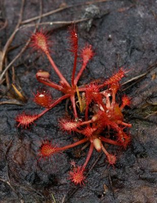 Smsileshr (Drosera intermedia)