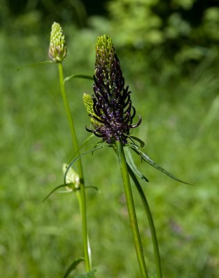 Blrapunkel (Phyteuma nigrum)