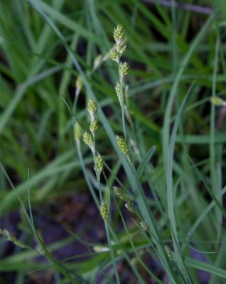 Grstarr (Carex canescens)