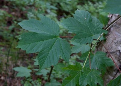 Tysklnn (Acer pseudoplatanus)
