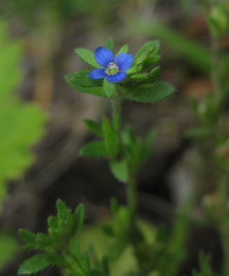 Fltveronika (Veronica arvensis)