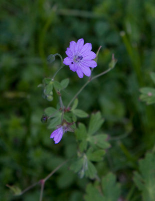 Skuggnva (Geranium pyrenaicum)