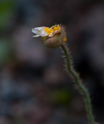 Spetsbergsvallmo (Papaver dahlianum ssp. polare)