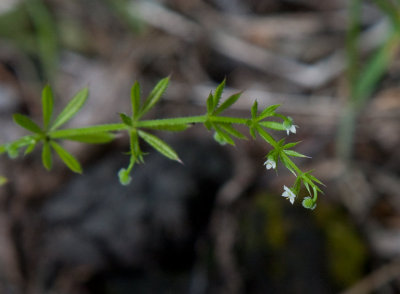 Sumpmra (Galium uliginosum)