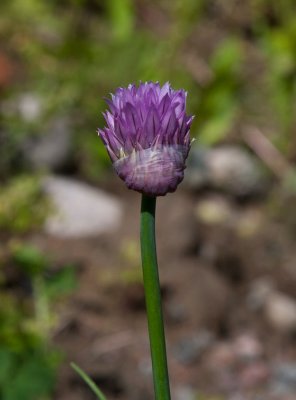 Trdgrdsgrslk (Allium schoenoprasum subsp. schoenoprasum var. schoenoprasum)