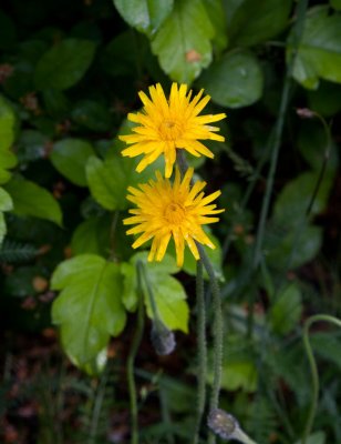 Sommarfibbla (Leontodon hispidus)