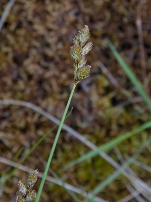 Harstarr (Carex ovalis)
