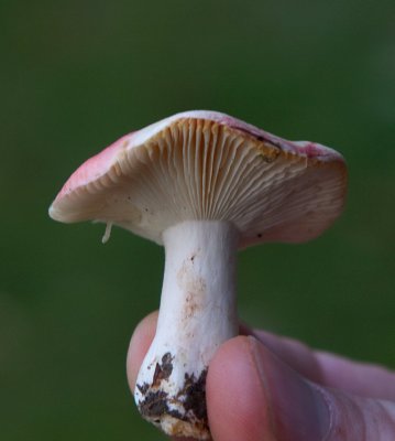 Gulnande blodkremla (Russula luteotacta)