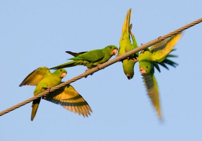 Green Parakeet (Aratinga holochlora)