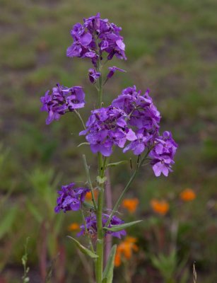 Rysshesperis (Hesperis pycnotricha)