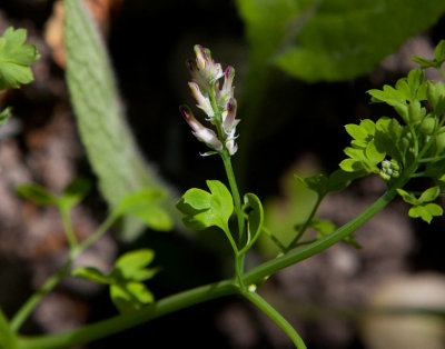 Kustjordrk (Fumaria muralis ssp. boroei)