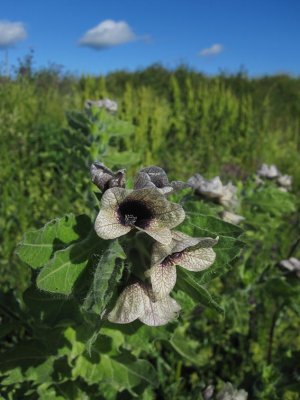 Bolmrt (Hyoscyamus niger)