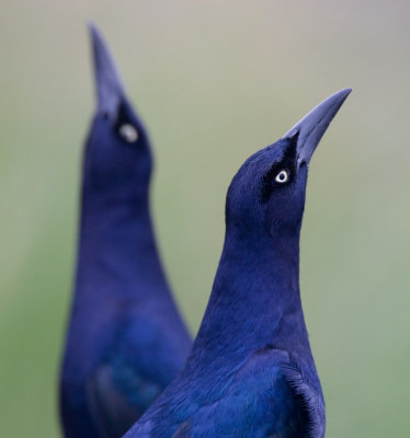 Great-tailed Grackle (Quiscalus mexicanus)