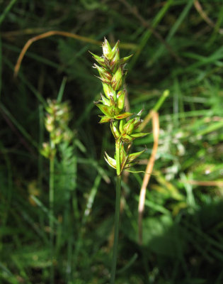 Snrstarr (Carex pairaei)
