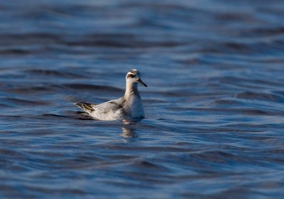 Red Phalarope (Phalaropus fulicarius)