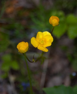 Backsmörblomma (Ranunculus polyanthemos)