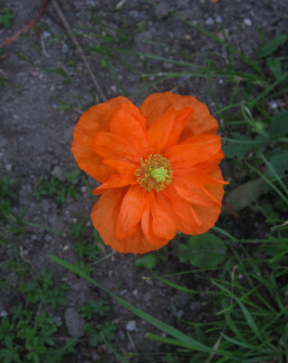 Atlasvallmo (Papaver atlanticum)