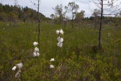 Grsull (Eriophorum latifolium)