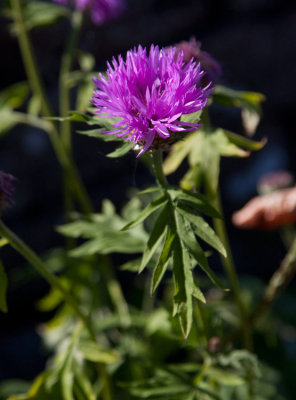 Strvklint (Centaurea dealbata)