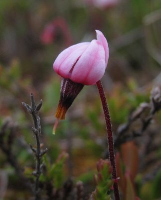 Tranbr (Vaccinium oxycoccos)