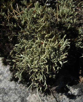 Pigglav (Cladonia uncialis)