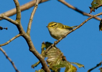 Pallas's Leaf Warbler (Phylloscopus proregulus)