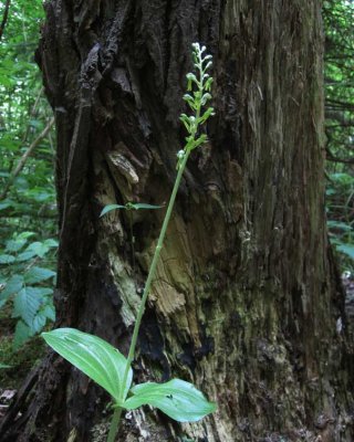 Tvblad (Listera ovata)