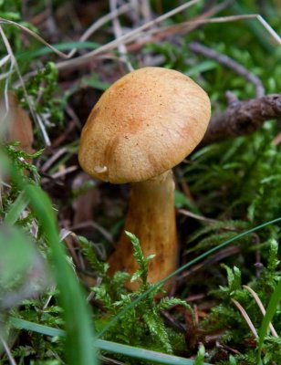 Lokspindling (Cortinarius callisteus)