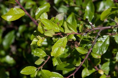 Przewalskioxbr (Cotoneaster przewalskii)