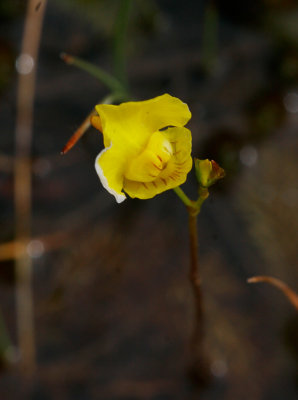 Dybläddra (Utricularia intermedia)