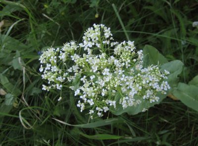 Vlsk krassing (Lepidium draba)