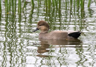 Gadwall (Anas strepera)