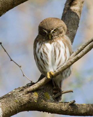 Ferruginous Pygmy-Owl (Glaucidium brasilianum)