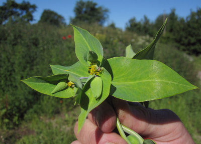 Korstrel (Euphorbia lathyris)