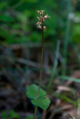 Spindelblomster (Listera cordata)