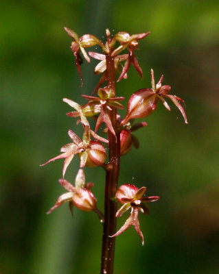 Spindelblomster (Listera cordata)