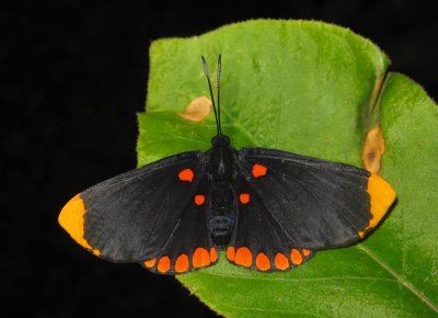 Red-bordered Pixie (Melanis Pixe)